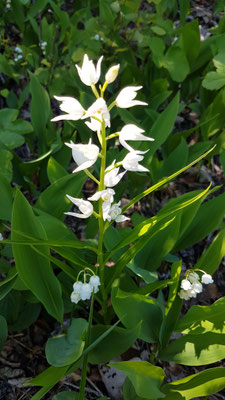 Cephalanthera longifolia (Langblättriges Waldvögelein)