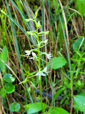 Platanthera bifolia (Weisses Breitkölbchen)