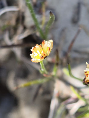 Juncus triglumis (Dreiblütige Binse)