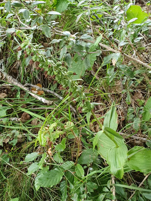 Epipactis helleborine (Breitnlättrige Stendelwurz)