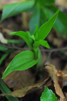 Cephalanthera damasonium ( Weisses Waldvögelein)