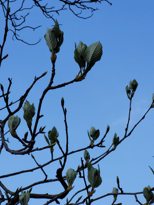 Sorbus aria (Mehlbeere)