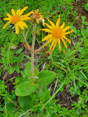 Arnica montana (Arnika)