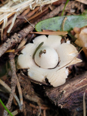 Geastrum sp. (Erdstern)