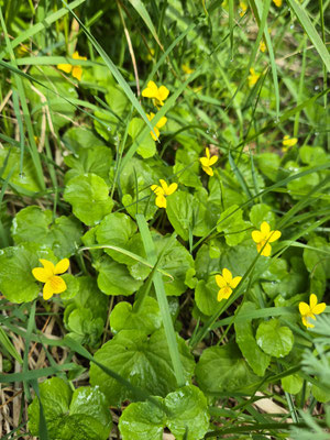 Viola biflora (Gelbes Bergveilchen)