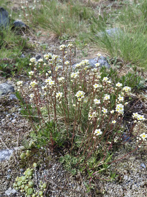 Saxifraga paniculata (Trauben-Steinbrech)
