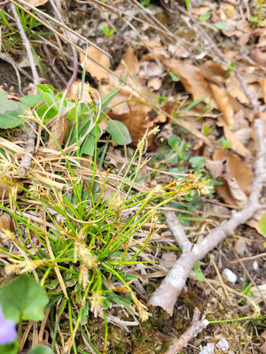 Carex ornithopoda (Vogelfuss-Segge)