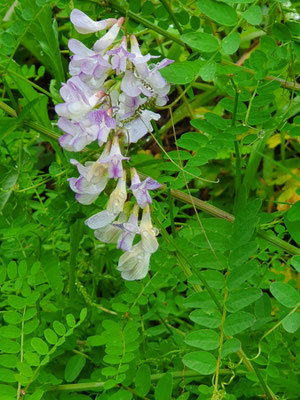 Vicia sylvaticum (Wald-Wicke)