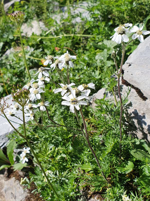 Achillea atrata (Schwarze Schafgarbe)