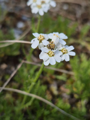 Achillea erba-rotta subsp. moschata (Moschus-Schafgarbe / Iva)