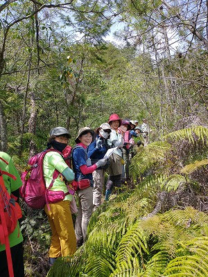 荒川源流添いから立石山に向かいます。ウラジロの芽が恐竜のようで、カエルの鳴き声と相まってジュラシックパークのよう。