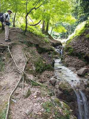 中尾の滝に向かう登山道。新緑がきれいです。