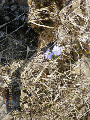 雨乞岳登山道でタテヤマリンドウの青い花