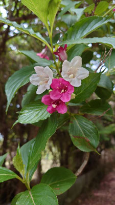 一つの枝に白とピンクの花をつけるオオベニウツギ