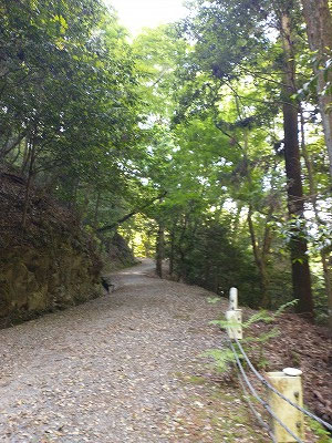 春日山原始林ハイキングコース
