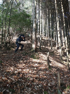 鳴滝不動尊から直登し、ハイキング道にでる前のヒノキの樹林帯。うさぎがいる。