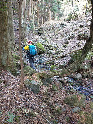 音羽山沢筋遡行では珍しくなくなった、いつもの如くの倒木祭まつり。