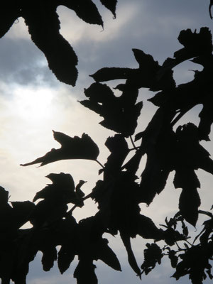 Poesie der Natur 33