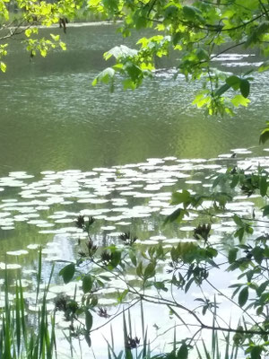 Poesie der Natur 15