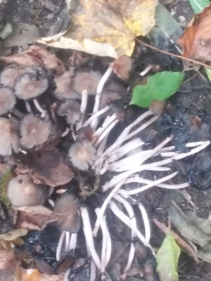 Poesie der Natur 13