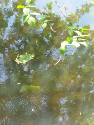 Poesie der Natur 27