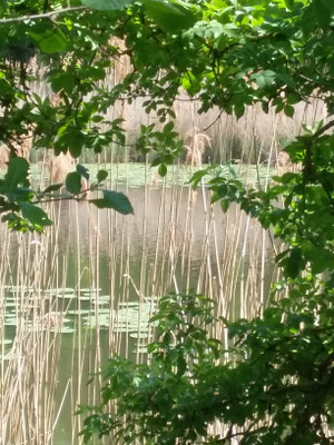 Poesie der Natur 24