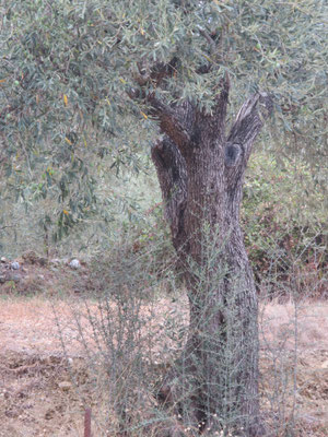 Poesie der Natur 30