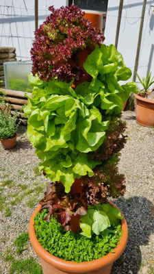 15 Köpfe bunte Salate hat uns der Salatturm in diesem Jahr beschert