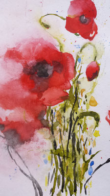 Mohn am Zaun