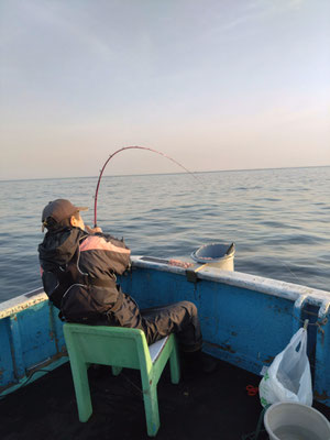 完全ふかせ釣り　5月18日午前便　ヒラマサ85ｃｍまで7本、ワラサ31本、真鯛50ｃｍまで3枚、イシダイ１枚