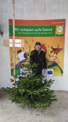 Bio-Christbaum Nr. 46, € 42.-