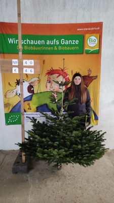 Bio-Christbaum Nr. 40, € 46.-