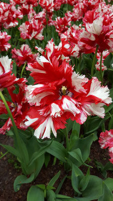 Just love bi coloured Tulips 