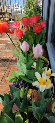 7 april