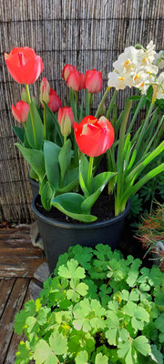 7 april