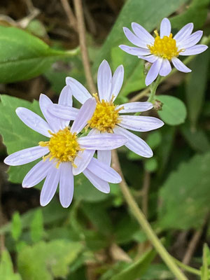 紫がかった白い花のノコンギク
