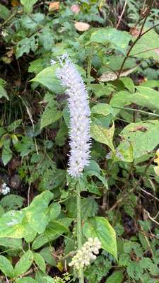 白いブラシの様な花を咲かせるサラシナショウマ