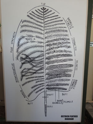 Für Interessierte: der Aufbau einer Straußenfeder