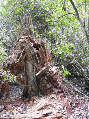 der Fallen Tree im Tsitsikamma-Wald