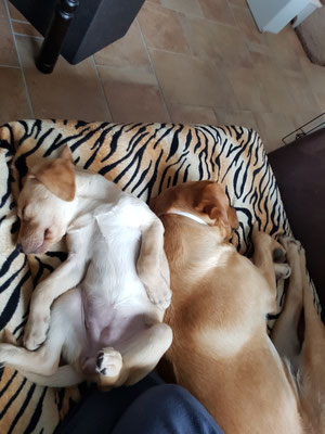 So lieb