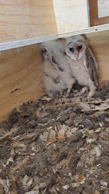 Schleiereule, Jungvögel ©Margareta Loscher