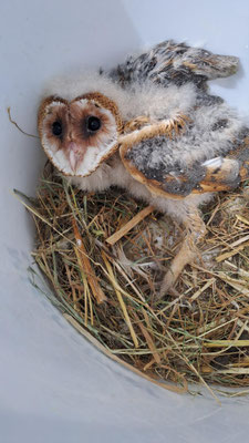 Schleiereule, Jungvogel ©Margareta Loscher