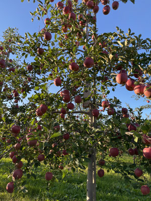 ご注文は電話・FAXでも受け付けております。 - ㈱ApplePAPA公式