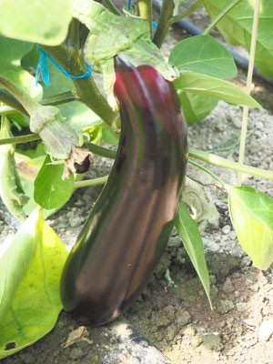 Wir bauen eine große Vielfalt an: Von A wie Aubergine...