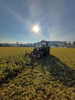 Mulchen der Zwischenfrucht bei Frost