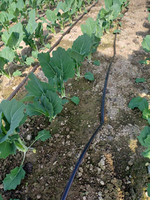 ...und Kohlrabi!