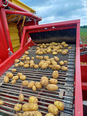 Fertig sortiert sind im Idealfall nur noch Kartoffeln auf dem Sortierband.