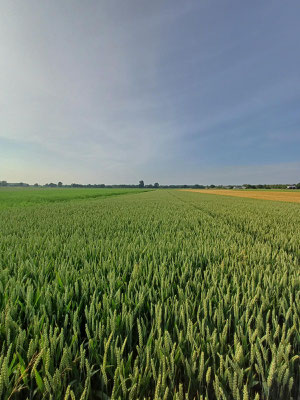 Erbsen, Weizen und Gerste