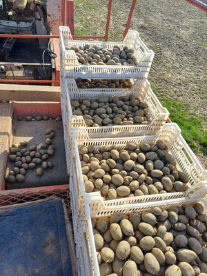In lichtdurchlässigen Kisten werden die Kartoffeln vorgekeimt. Dadurch bilden sich kurze stabile Keime. Aus den Kisten werden sie vorsichtig in die Pflanzmaschine gefüllt, damit möglichst wenige Keime abbrechen.