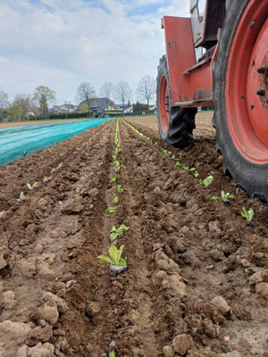 Der Traktor muss extra langsam fahren, damit jede einzelne Pflanze von Hand in der Furche platziert werden kann.